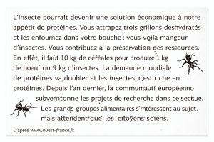 les insectes comme source de protéines